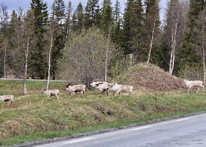 Villa Your Swedish Retreat